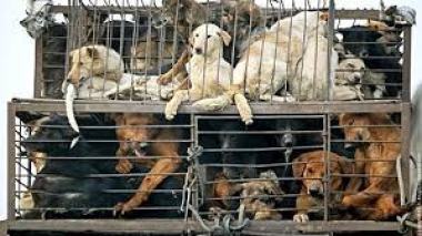 Shenzhen, première ville chinoise à interdire la consommation de chiens et chats