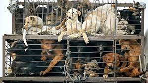 Shenzhen, première ville chinoise à interdire la consommation de chiens et chats