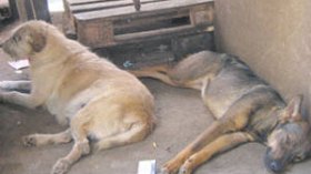 داء الكلب يفتك بعائلة كاملة في دوار الحمايد بغليزان