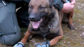 أحذية للكلاب البريطانية احتراما للمسلمين!