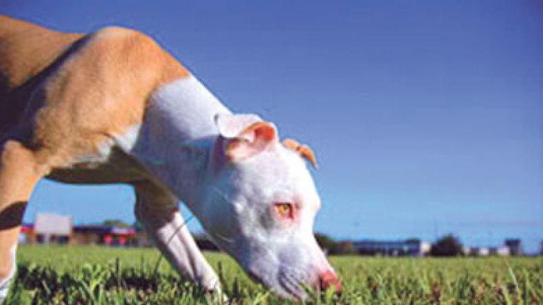 جنازة أمراء لكلب مبارك وبياطرة أوكرانيا لناقة القذافي وكانيش بن علي يأكل الجمبري