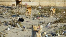 حي 1063 مسكن بعدل يتحول إلى مرتع للكلاب الضالة بوهران