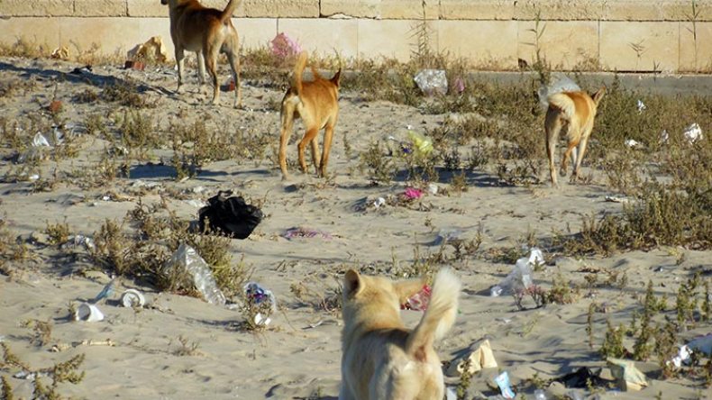 حي 1063 مسكن بعدل يتحول إلى مرتع للكلاب الضالة بوهران