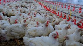 مشروع وهمي لتربية الدواجن يجر فلاحا إلى العدالة!