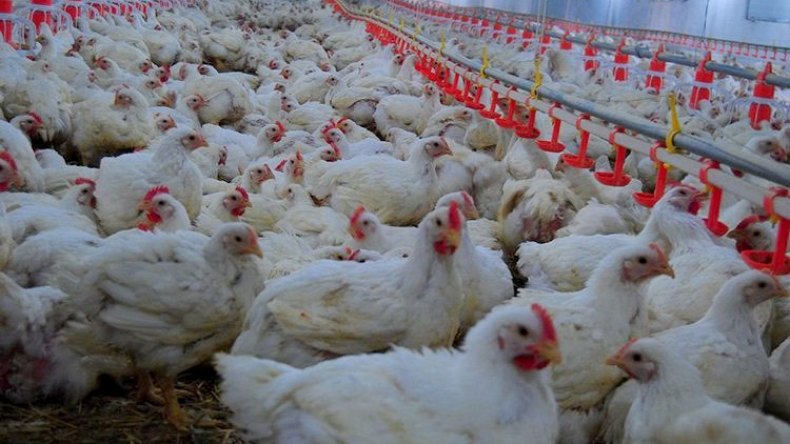 مشروع وهمي لتربية الدواجن يجر فلاحا إلى العدالة!