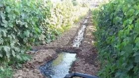 L’irrigation des légumes avec des eaux usées est-elle la principale cause du Choléra ?