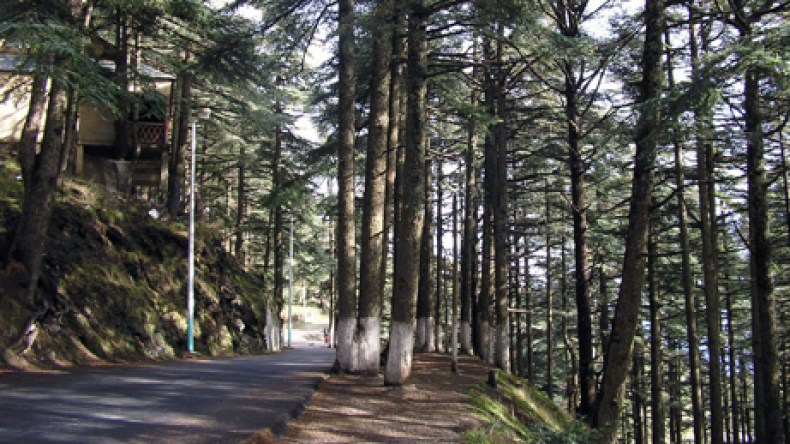 مختص بيولوجي: ديدان تهدد أرز الشريعة بالانقراض