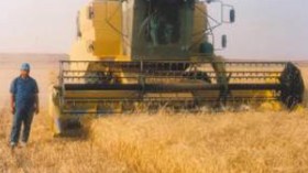 متعاملون ليبيون يتفاوضون مع ديوان الحبوب لاستوراد 4 ملايين طن من الشعير