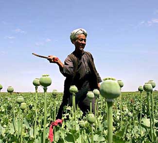 The UN says al-Qaeda plots to smuggle 80 tons of cocaine via the Sahel to Europe