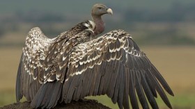 وفاة أكبر كندور معمر في الجزائر