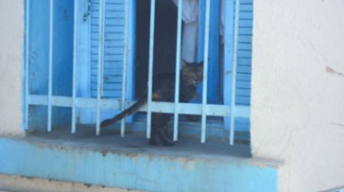 CHU de Constantine: envahi par des rats!