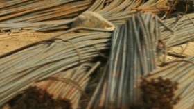 2.5 مليون طن من النفايات الصناعية تهدّد صحة الجزائريين