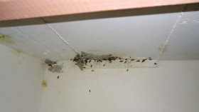 صور مهربة من مستشفى قسنطينة :أكياس وفضلات صيدلانية مع الطعام و أولياء يصطادون الجرذان لزيارة ابنائهم