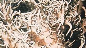 إحباط محاولة تهريب قنطار مرجان الى إيطاليا عبر تونس