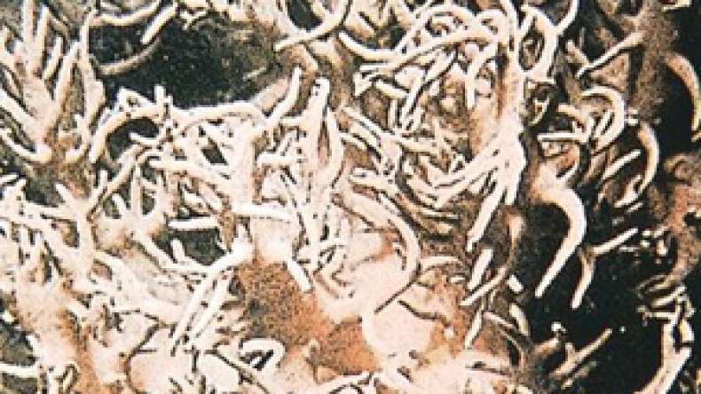 إحباط محاولة تهريب قنطار مرجان الى إيطاليا عبر تونس