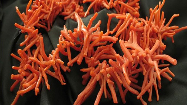 رفع التجميد عن صيد المرجان لأول مرة منذ 20 سنة