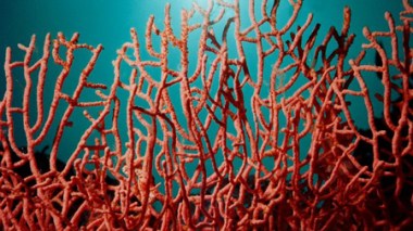 Saisie de 16 kg de corail à El Tarf