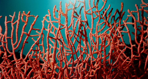 Saisie de 16 kg de corail à El Tarf