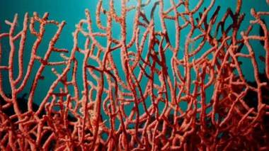 Pillage de Corail: Une nouvelle mafia bouleverse les frontières de l’Est