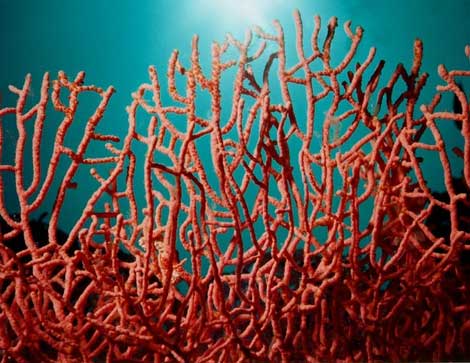 Pillage de Corail: Une nouvelle mafia bouleverse les frontières de l’Est