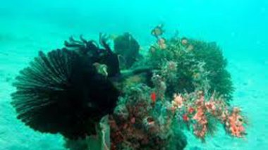 Pillage du corail algérien : arrestation de 6 ressortissants tunisiens à El Kala