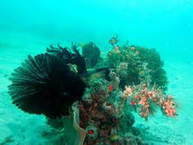 Pillage du corail algérien : arrestation de 6 ressortissants tunisiens à El Kala