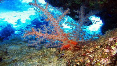 El Kala : plus de 21 kg de corail récupérés par les Gardes-côtes