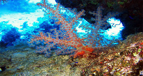 El Kala : plus de 21 kg de corail récupérés par les Gardes-côtes