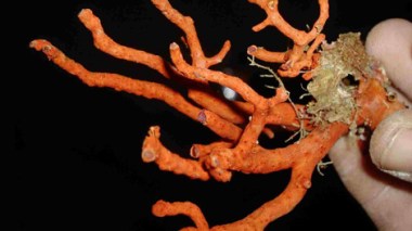 54 tonnes de corail pillées en 14 ans