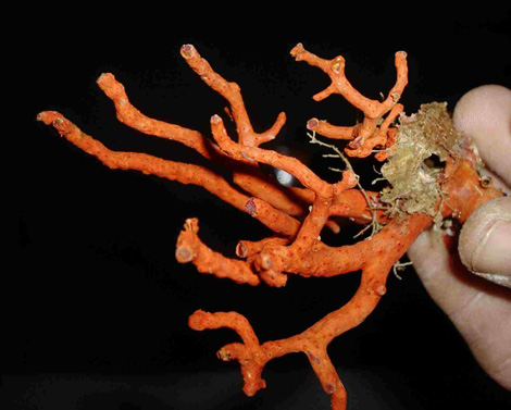 Ban to be lifted on coral fishing soon