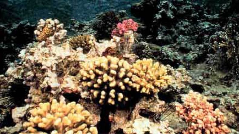 توقيف تونسيين بتهمة تهريب المرجان بالطارف