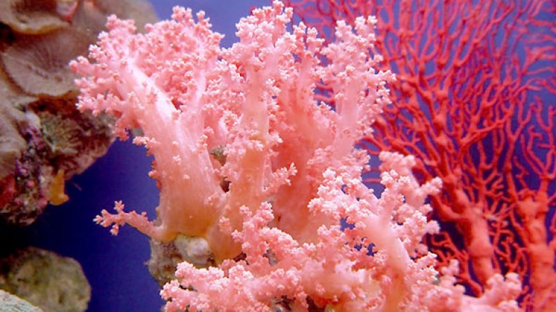 تهريب المرجان ينتعش صيفا ويدمِّر الشِّعاب المرجانية والأنظمة البيئية