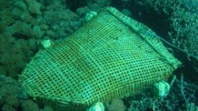 Illegal associations protect coral smuggling barons east of Algeria