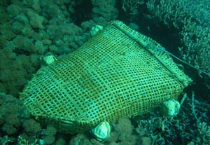 Illegal associations protect coral smuggling barons east of Algeria