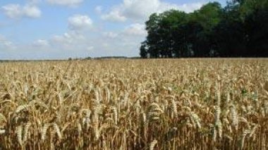 Algerian giant corn company Â« SIM Â» involved in scandalous transaction
