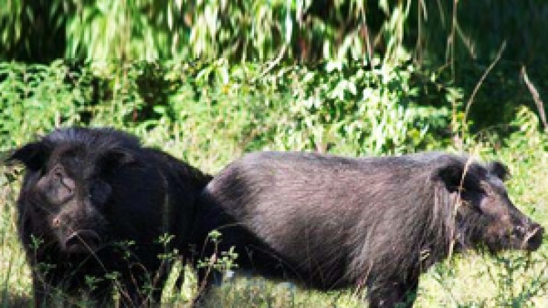 قطيع من الخنازير يتسبب في مقتل فرنسي في خنشلة