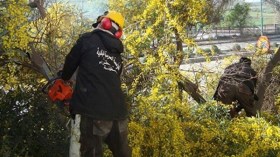 أطفال “يقاضون” بلدية قسنطينة لأنها قطعت أشجار حديقتهم