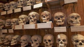 Musée de l’Homme/ Paris:  31 crânes des résistants algériens identifiés