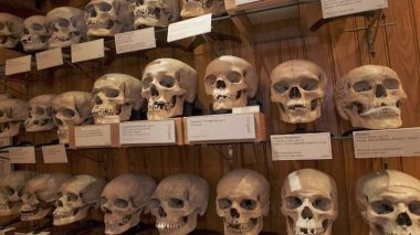 Musée de l’Homme/ Paris:  31 crânes des résistants algériens identifiés