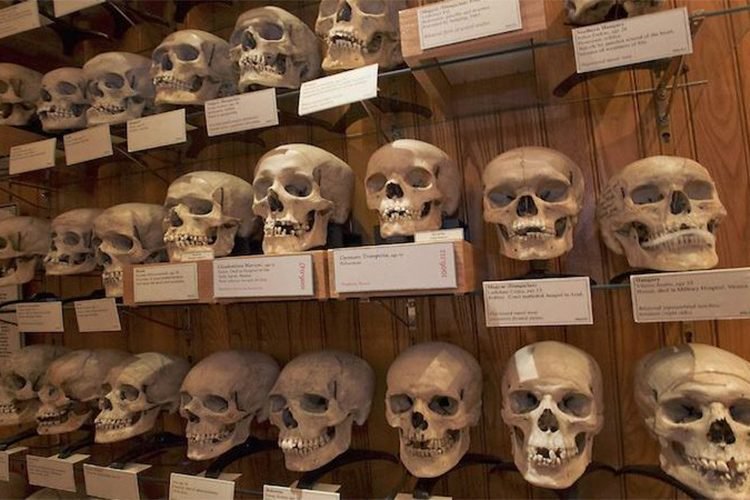Musée de l’Homme/ Paris:  31 crânes des résistants algériens identifiés