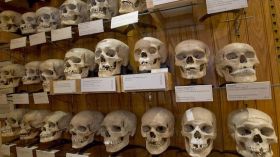 Musée de Paris: 536 crânes algériens recensés