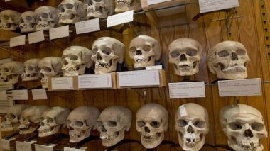 Musée de Paris: 536 crânes algériens recensés