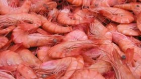 الكوريون يستثمرون23 مليون دولار في تربية الجمبري بسكيكدة