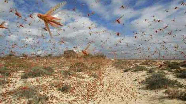 “أسراب الجراد” تغزو صحراء الجزائر هذا الخريف