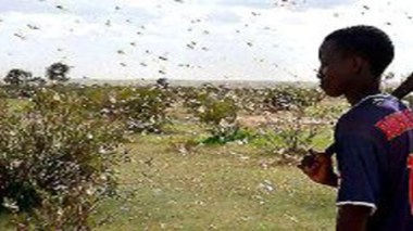 Les criquets pèlerins, grave menace pour cultures et pâturages favorisée par les pluies au Mali et au Niger