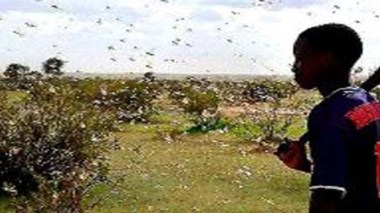 Le manque d’information sur les criquets au nord du Mali devrait augmenter la vigilance