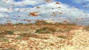 Criquets pèlerins : la FAO alerte les pays du Maghreb