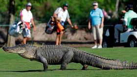 تمساح يقتحم ميدانا للغولف!