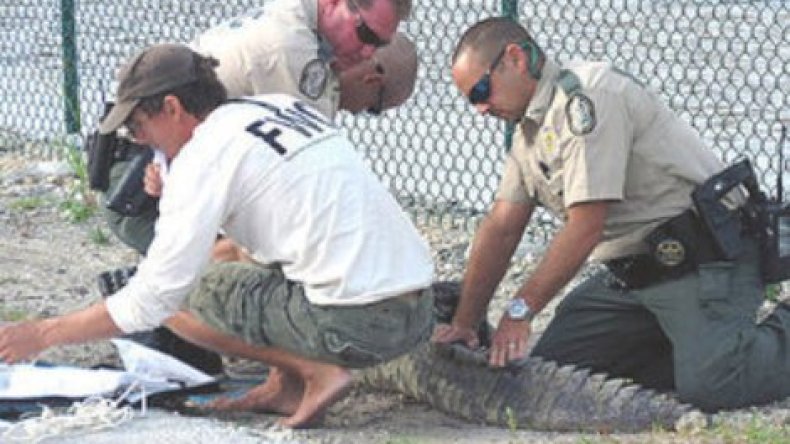 تمساح ضخم يقتحم قاعدة للبحرية الأمريكية