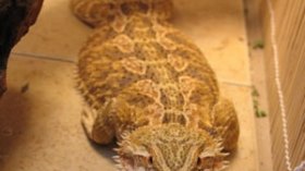 التمساح الأصلي.. مقوّ جنسي للإيقاع بالشيوخ في وهران!؟